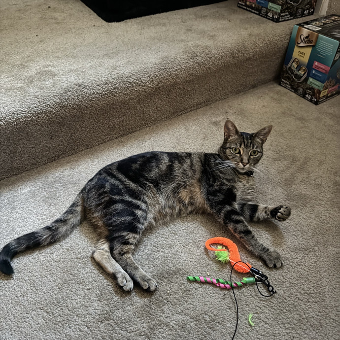 Your Cat's New Favorite Person photo 3