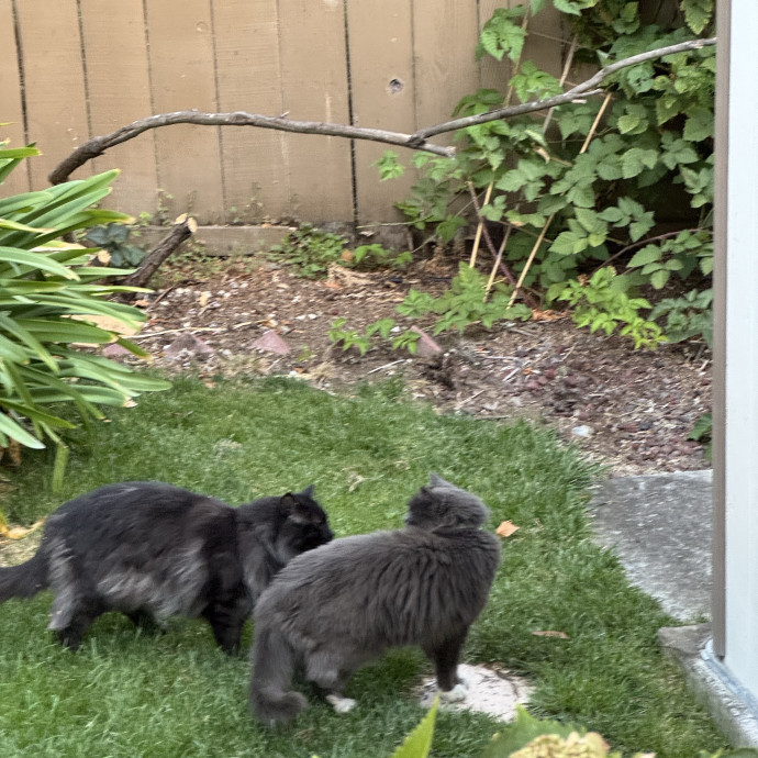 Your Cat's New Favorite Person photo 2