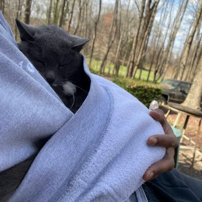 Clownfish Kitty Care