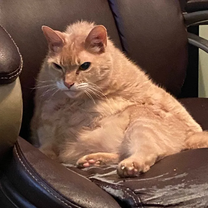 Clownfish Kitty Care