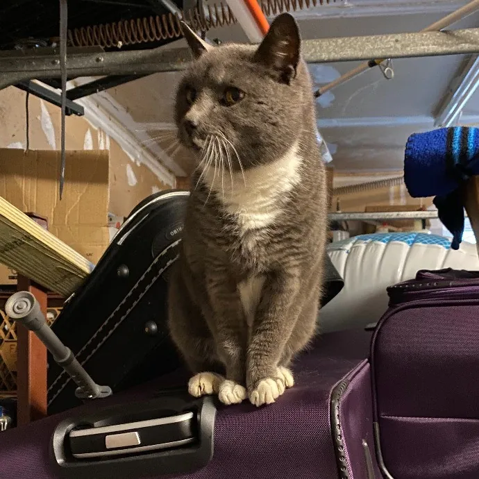 Clownfish Kitty Care