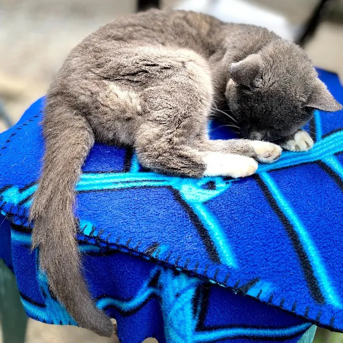 Clownfish Kitty Care photo 4