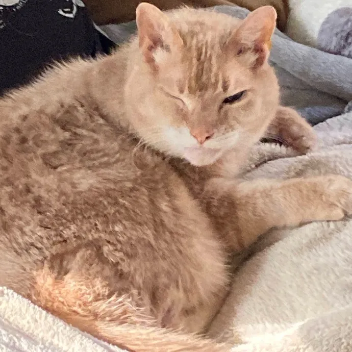 Clownfish Kitty Care photo 3