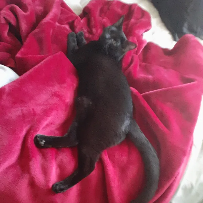 Clownfish Kitty Care photo 2