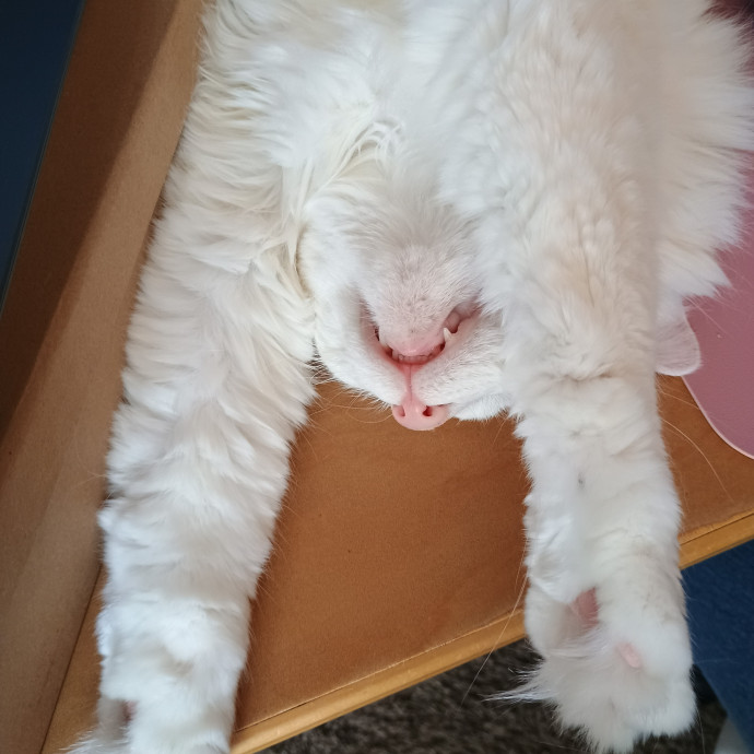 A Gentle Cat Friend photo 3