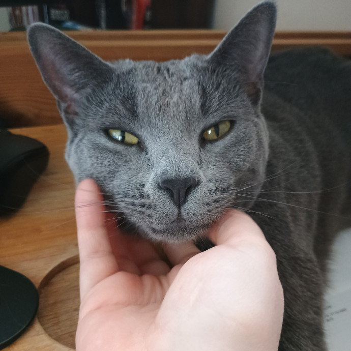 A Gentle Cat Friend photo 2
