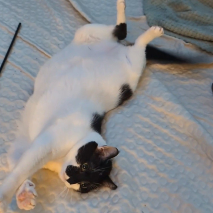 Nadia's Paw-Sitive Playtimes photo 2