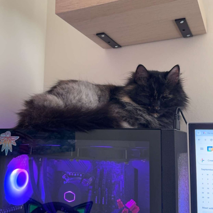 Cats And Reading