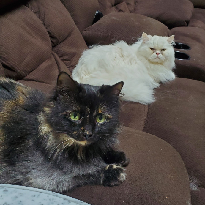 Cats And Reading photo 3