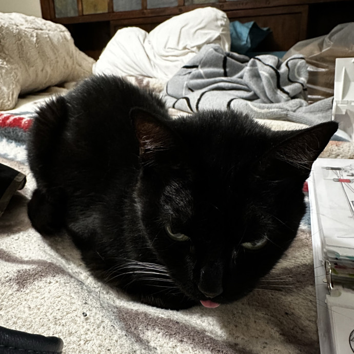 Cats And Reading photo 2