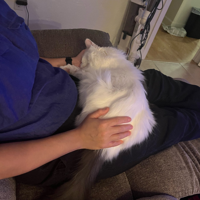 Zen Cat Sanctuary