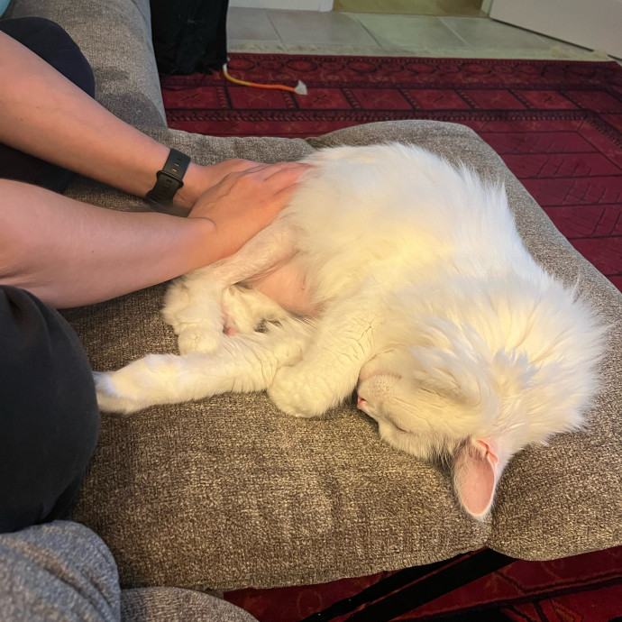 Zen Cat Sanctuary