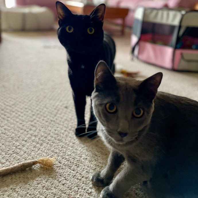 Zen Cat Sanctuary