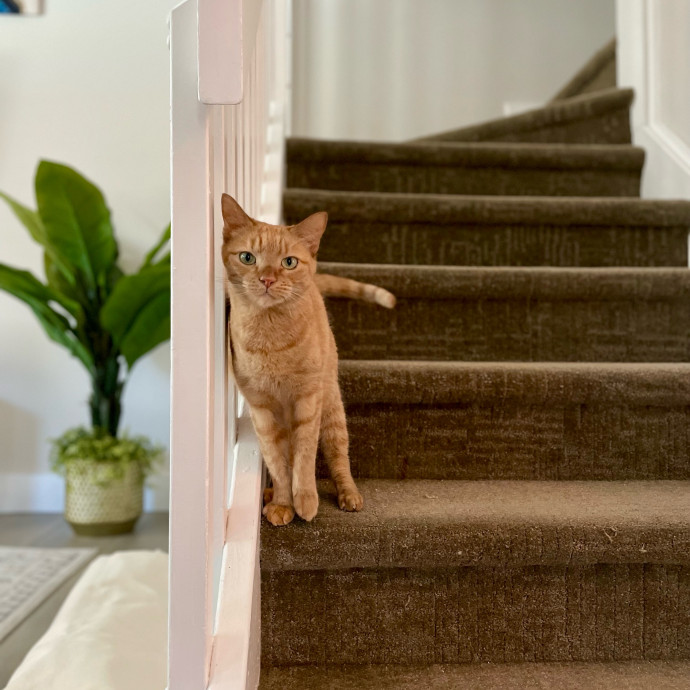 Zen Cat Sanctuary