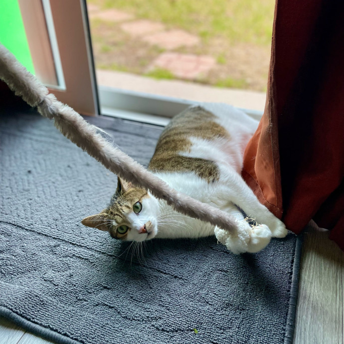 Zen Cat Sanctuary