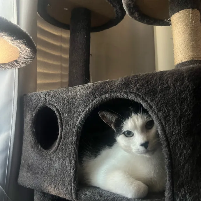 Your Personal Meowy Poppins