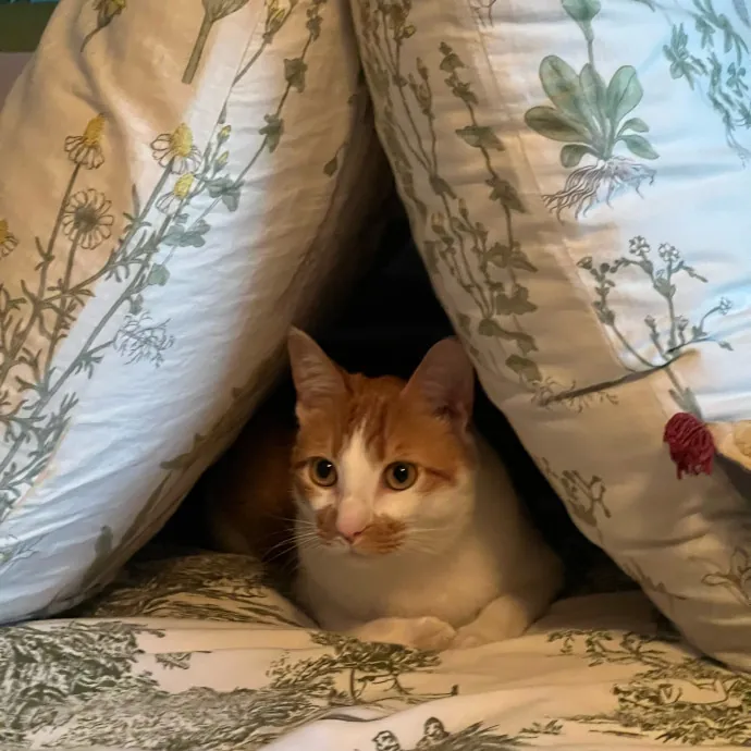 Your Personal Meowy Poppins