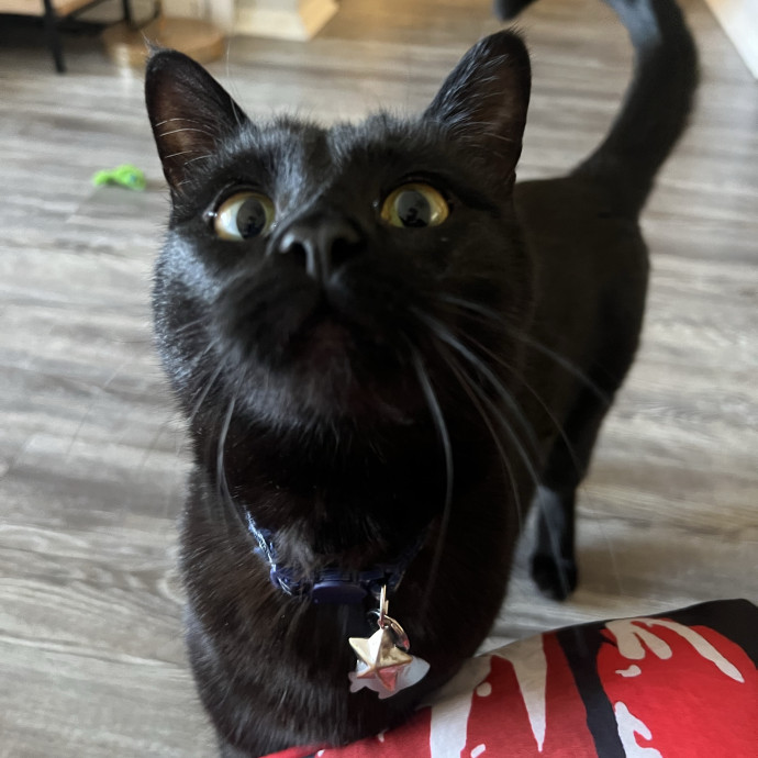Your Personal Meowy Poppins
