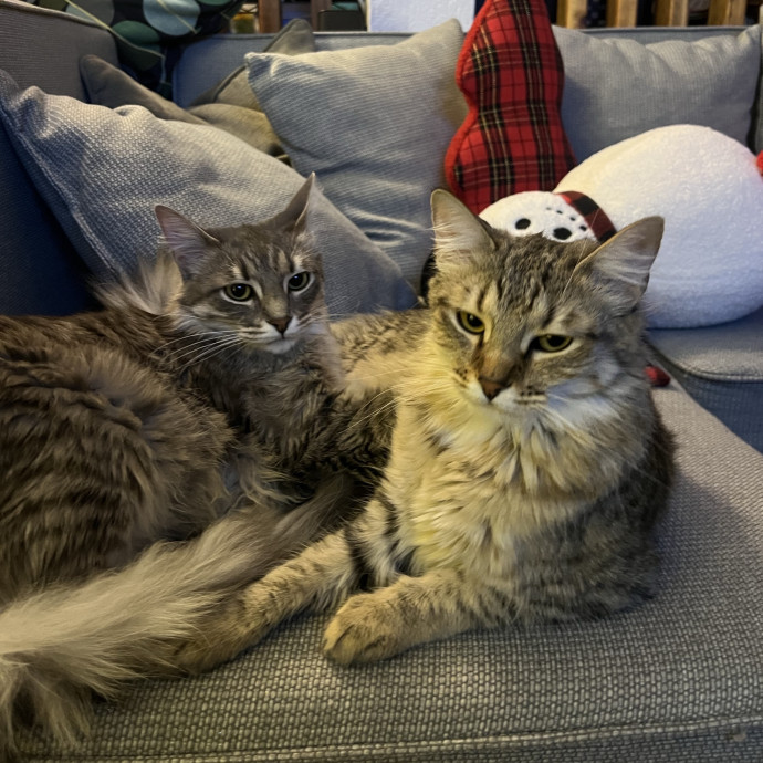 Your Personal Meowy Poppins photo 3