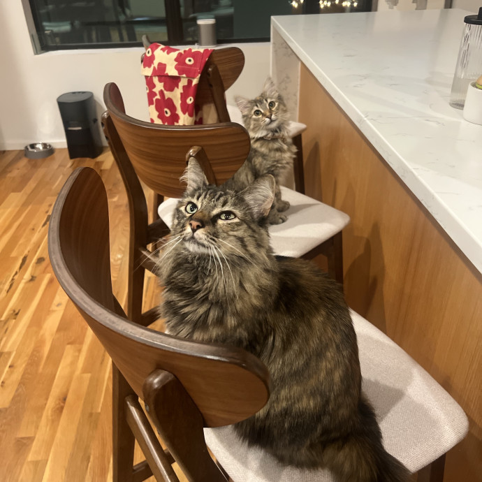 Your Personal Meowy Poppins photo 2