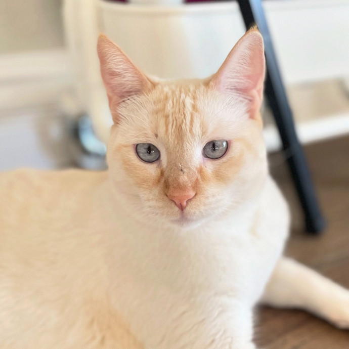Mal Pal The Catsitter