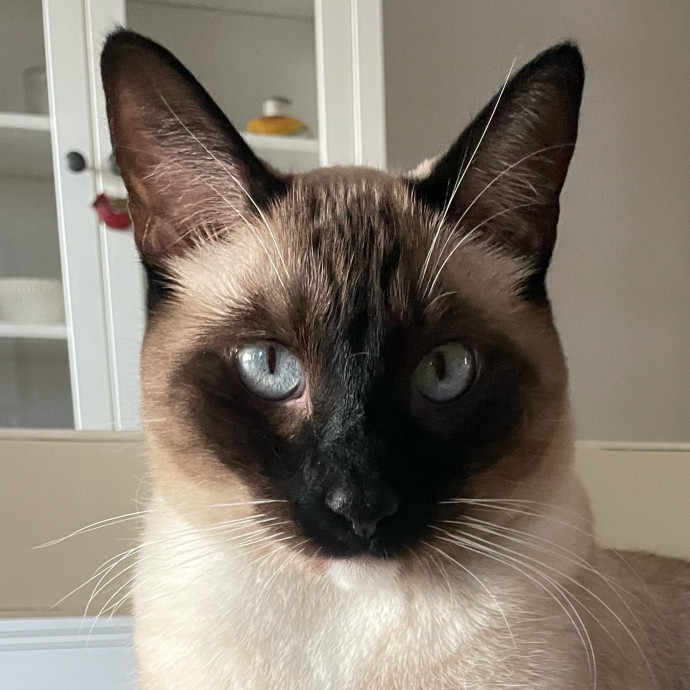 Mal Pal The Catsitter