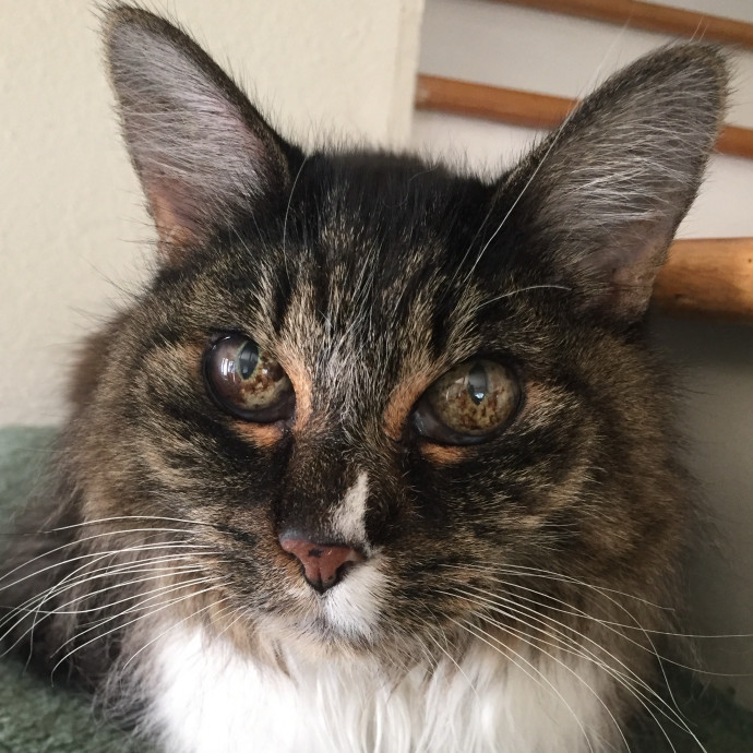 Mal Pal The Catsitter photo 3