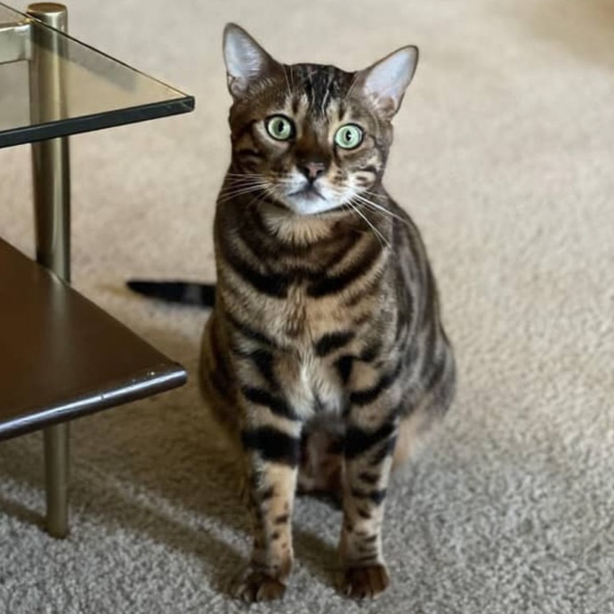 Mal Pal The Catsitter photo 2