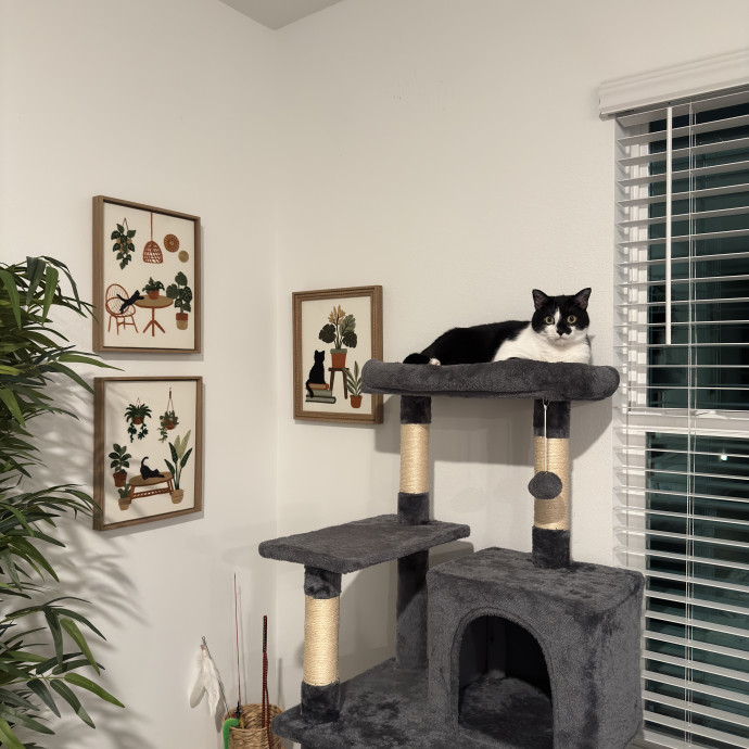 Loving Reliable Cat Sitter photo 2