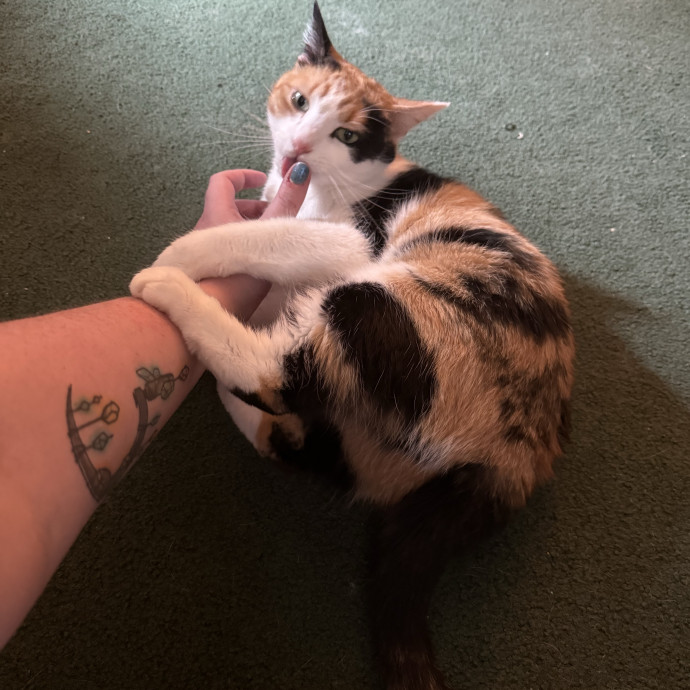 Please Tell Your Cat I Love Them