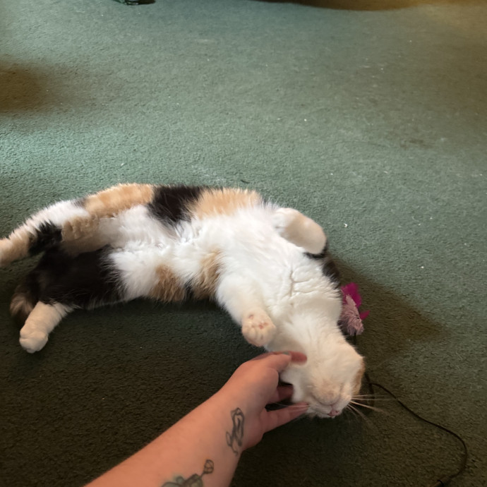 Please Tell Your Cat I Love Them