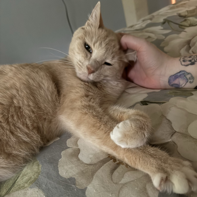 Please Tell Your Cat I Love Them photo 2
