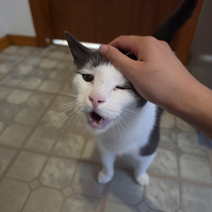 Mel Meow