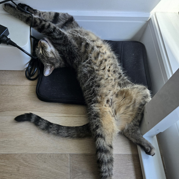 Mel Meow