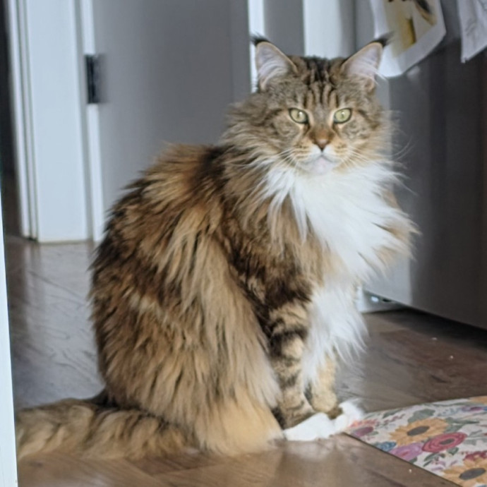 Mel Meow