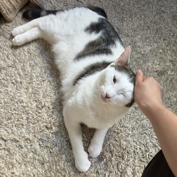 Mel Meow