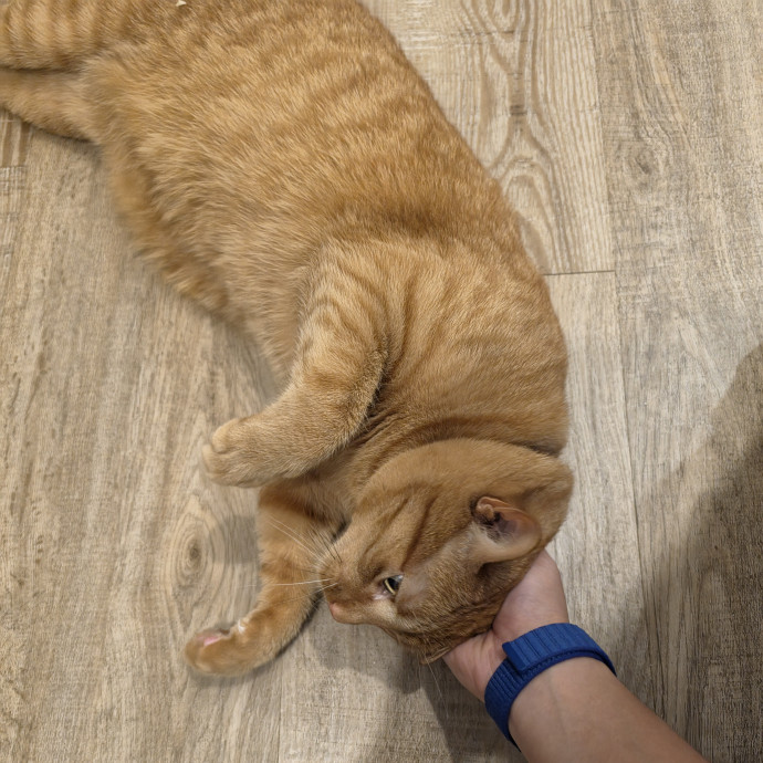 Mel Meow