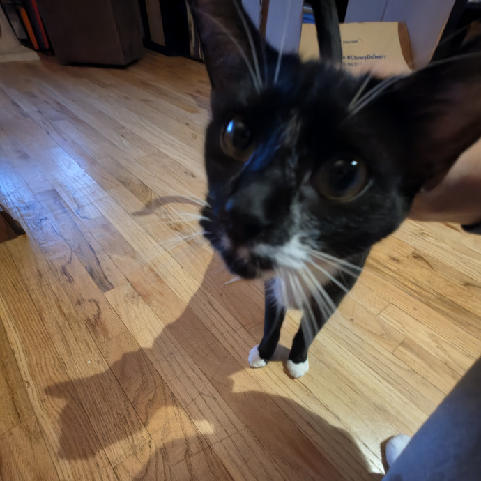 Mel Meow