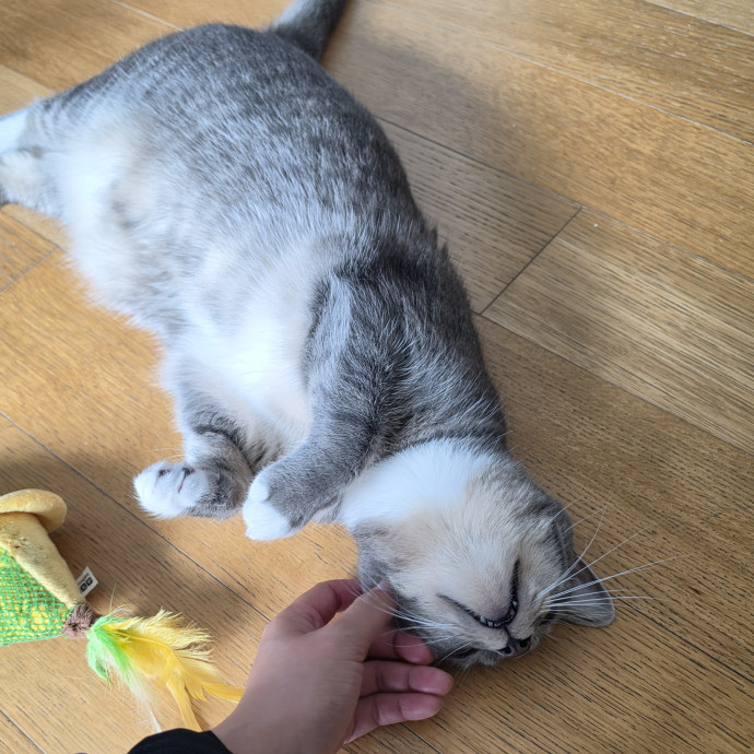 Mel Meow