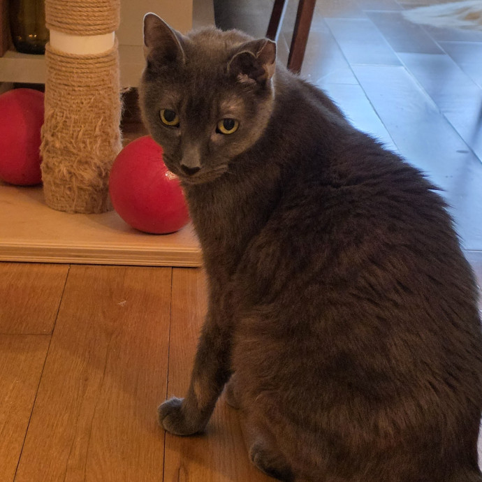 Mel Meow