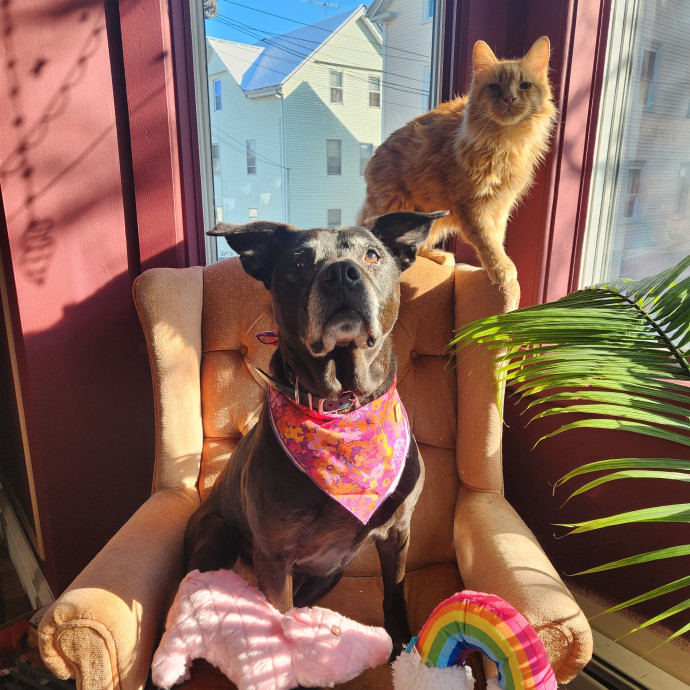 The Best Care For Your Best Friends