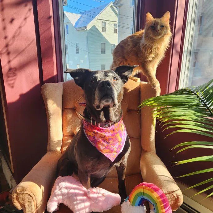 The Best Care For Your Best Friends