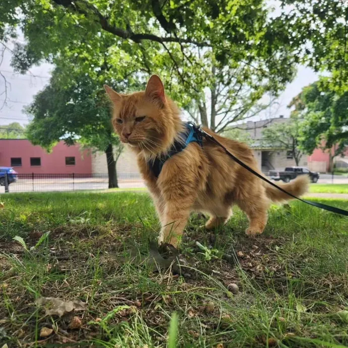 The Best Care For Your Best Friends