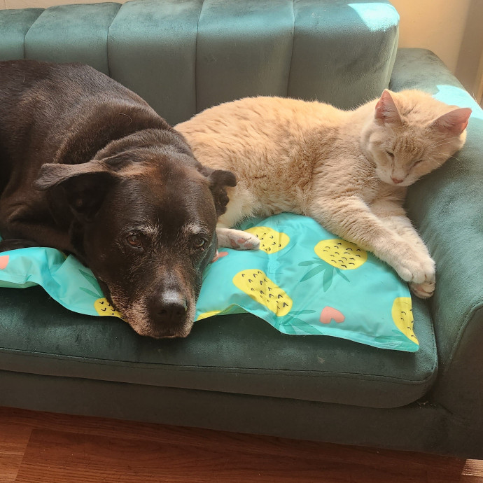 The Best Care For Your Best Friends