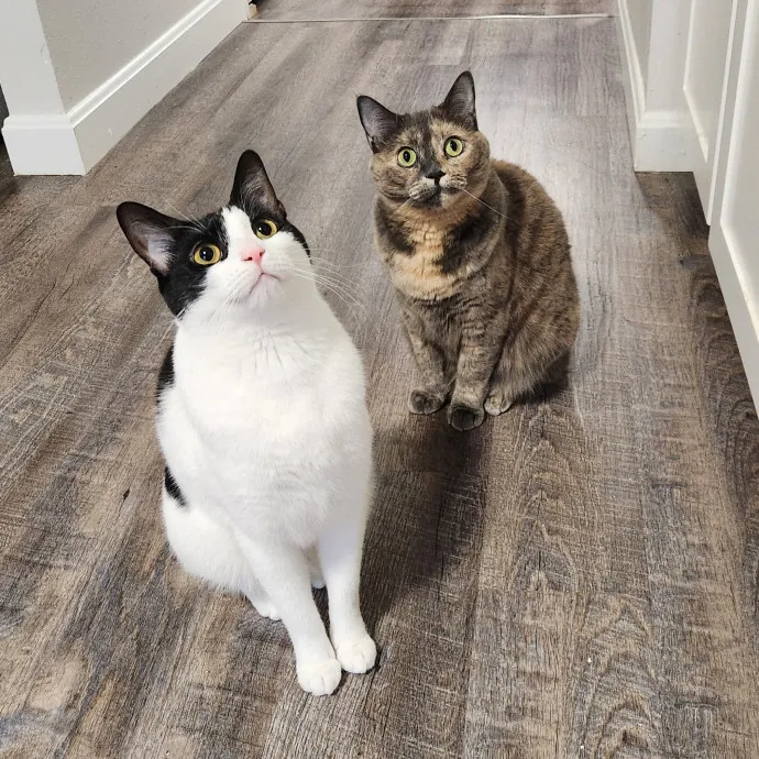 The Best Care For Your Best Friends