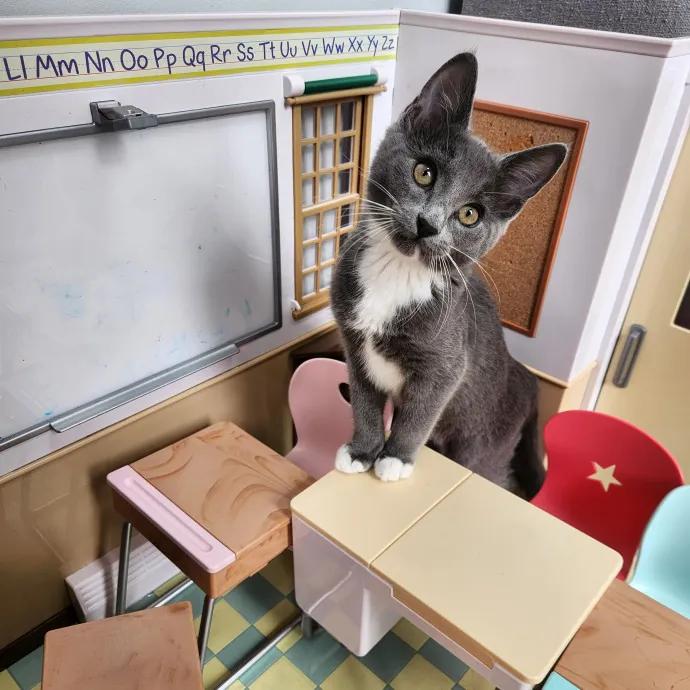 The Best Care For Your Best Friends