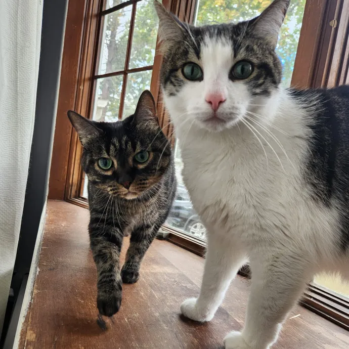 The Best Care For Your Best Friends