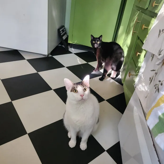 The Best Care For Your Best Friends