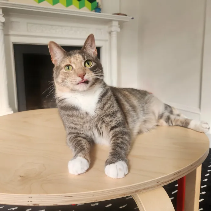 The Best Care For Your Best Friends