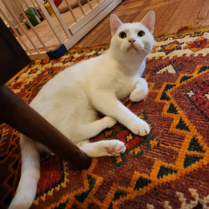 The Best Care For Your Best Friends